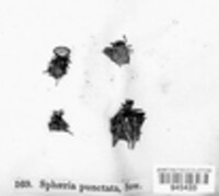 Sphaeria punctata image